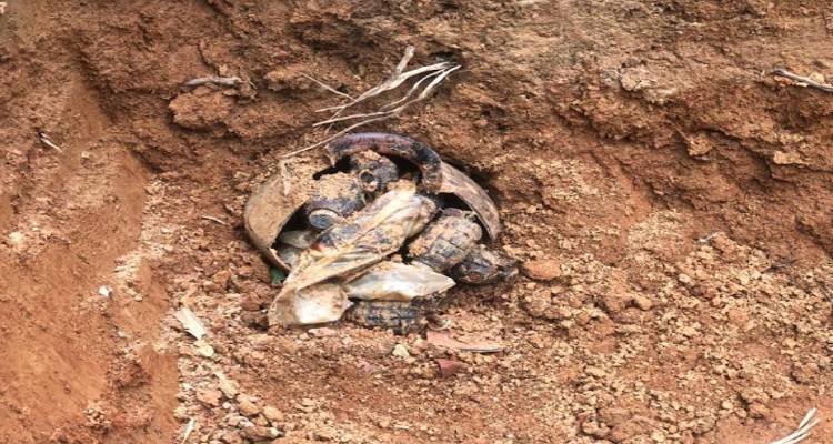 গাজীপুর সদর মেট্রো থানাধীন দক্ষিণ ছায়াবিথী এলাকার একটি পরিত্যক্ত জমিতে সোমবার (৮ আগস্ট) সকালে মাটি খননের সময় মাটির নীচ থেকে পরিত্যক্ত অবস্থায় ১৬টি আর জে এস গ্রেনেড উদ্ধার করা হয়। পরে বিকালে 