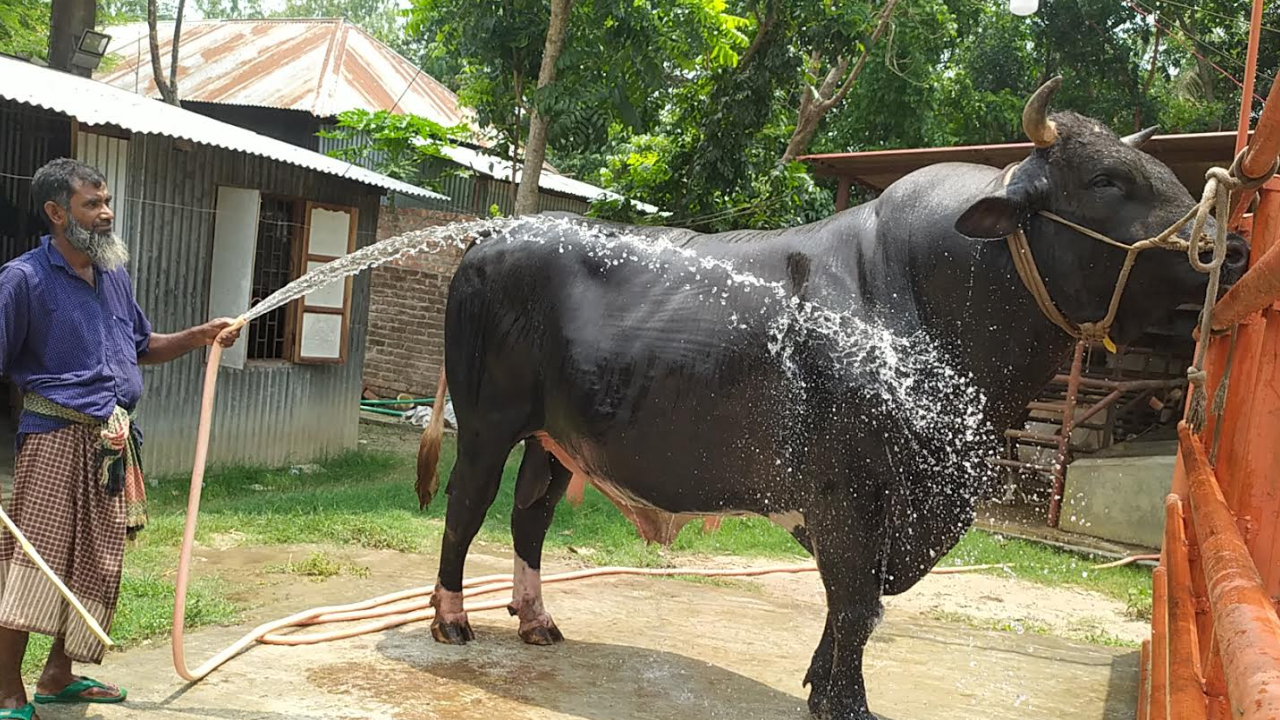 নজর কাড়ছে ৩২ মণ ওজনের সুলতান, দাম ২৫ লাখ টাকা